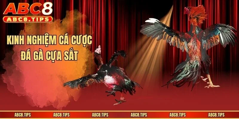 Kinh nghiệm cá cược đá gà cựa sắt